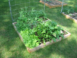 Square Foot Gardening