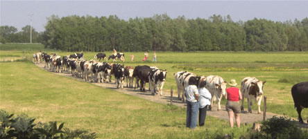 Koeien van het land in het Groene Hart